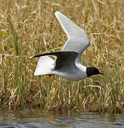 Little Gull