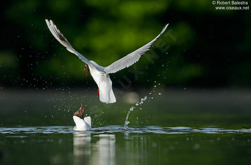 Mouette rieuse