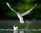 Mouette rieuse