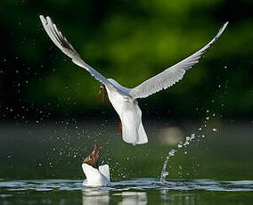 Mouette rieuse