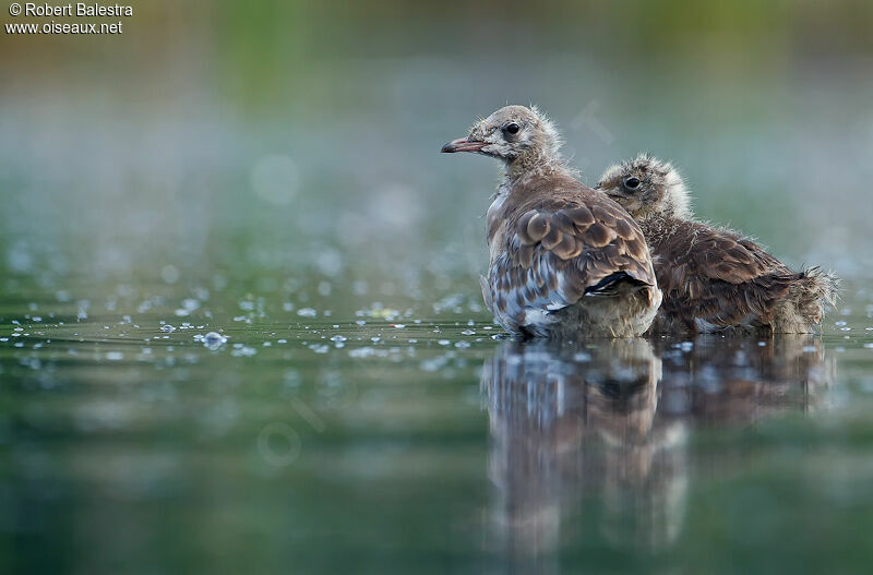 Mouette rieuse