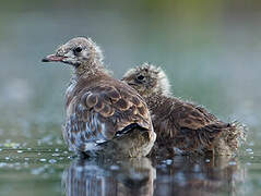 Mouette rieuse