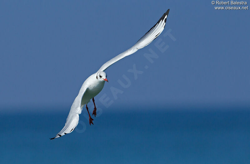 Mouette rieuse