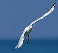 Mouette rieuse