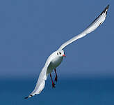 Mouette rieuse