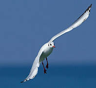 Black-headed Gull