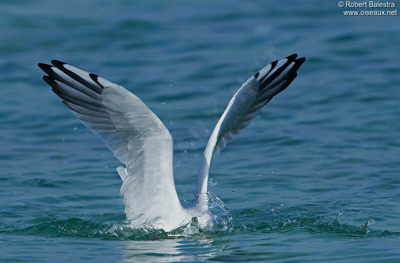 Mouette rieuse