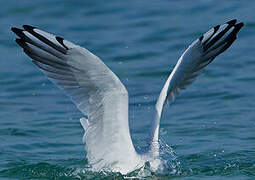 Mouette rieuse