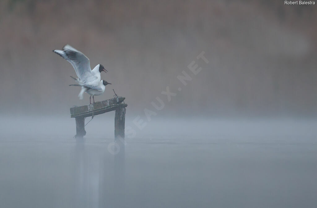 Mouette rieuseadulte, accouplement.