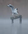 Mouette rieuse