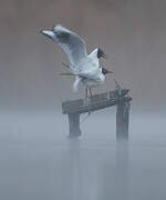 Black-headed Gull