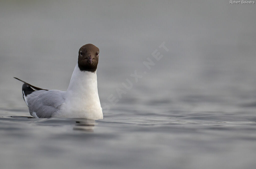 Mouette rieuseadulte