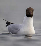 Black-headed Gull