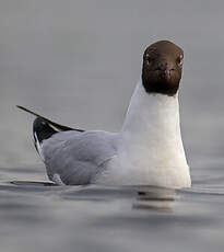 Mouette rieuse