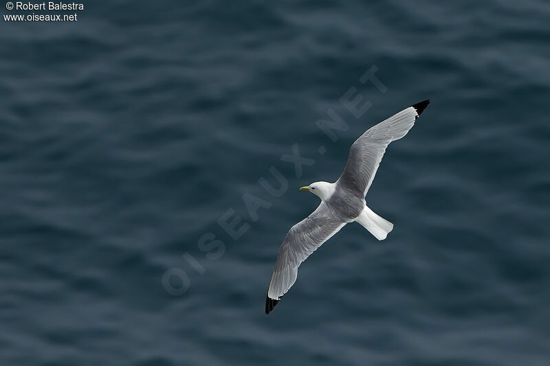 Black-legged Kittiwake