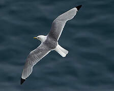 Black-legged Kittiwake