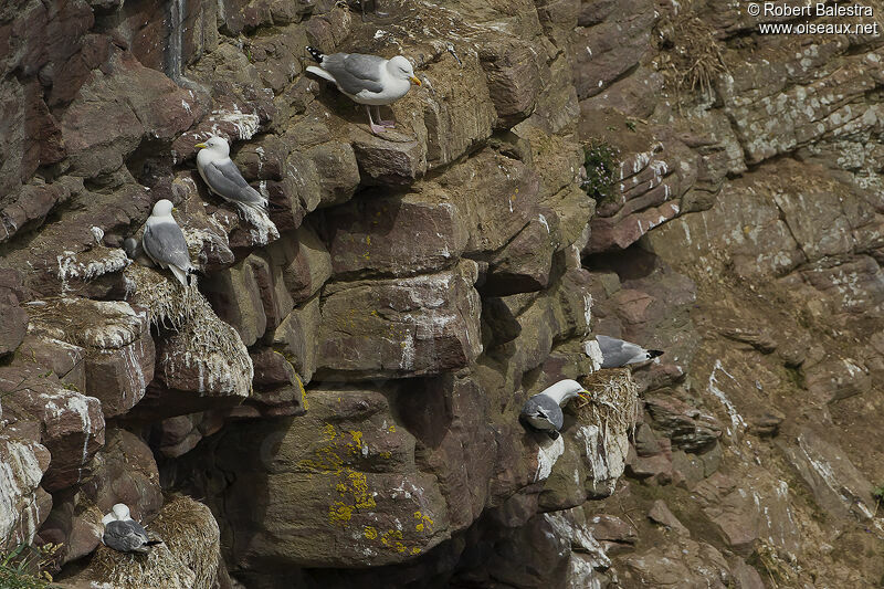 Black-legged Kittiwake