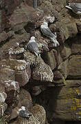 Black-legged Kittiwake