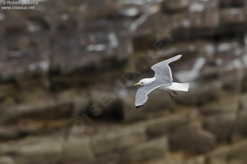 Black-legged Kittiwake