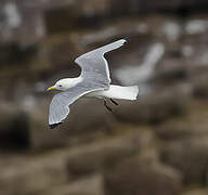 Black-legged Kittiwake