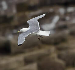 Mouette tridactyle