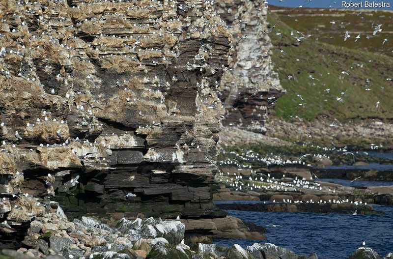 Black-legged Kittiwake