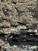 Black-legged Kittiwake