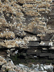 Mouette tridactyle