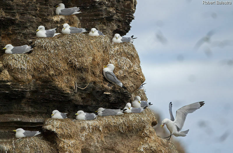 Black-legged Kittiwake