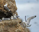 Mouette tridactyle