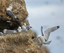 Black-legged Kittiwake