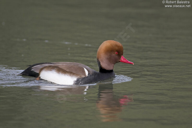 Red-crested Pochard