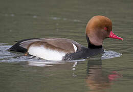 Red-crested Pochard