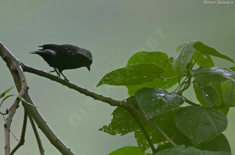 Grey-headed Nigrita