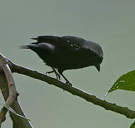 Grey-headed Nigrita