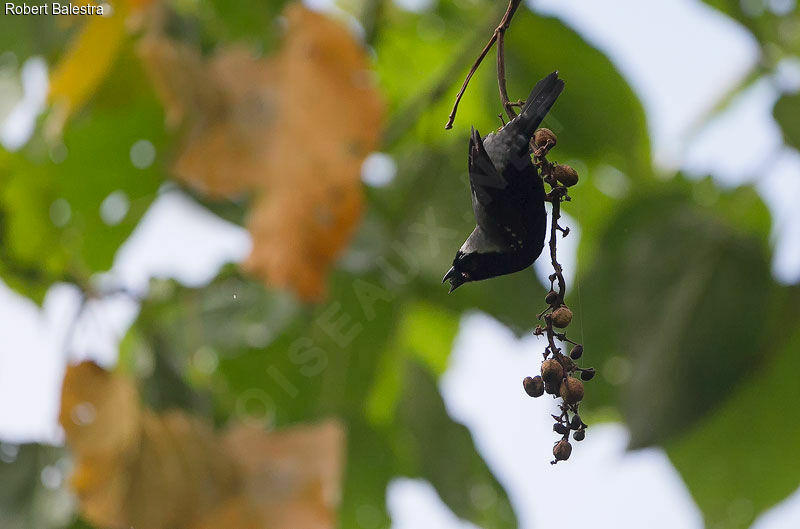 Grey-headed Nigrita