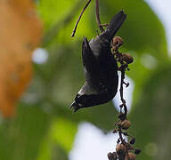 Grey-headed Nigrita