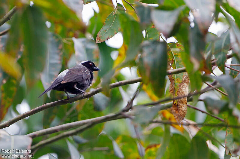 Nigrette à calotte grise, identification