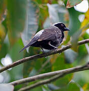 Grey-headed Nigrita