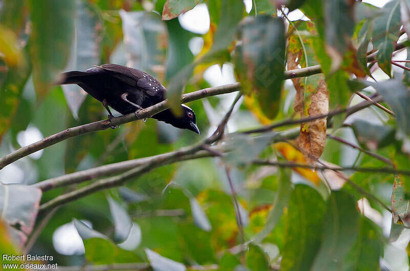 Nigrette à calotte grise, identification