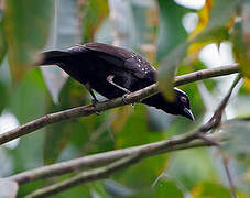 Grey-headed Nigrita