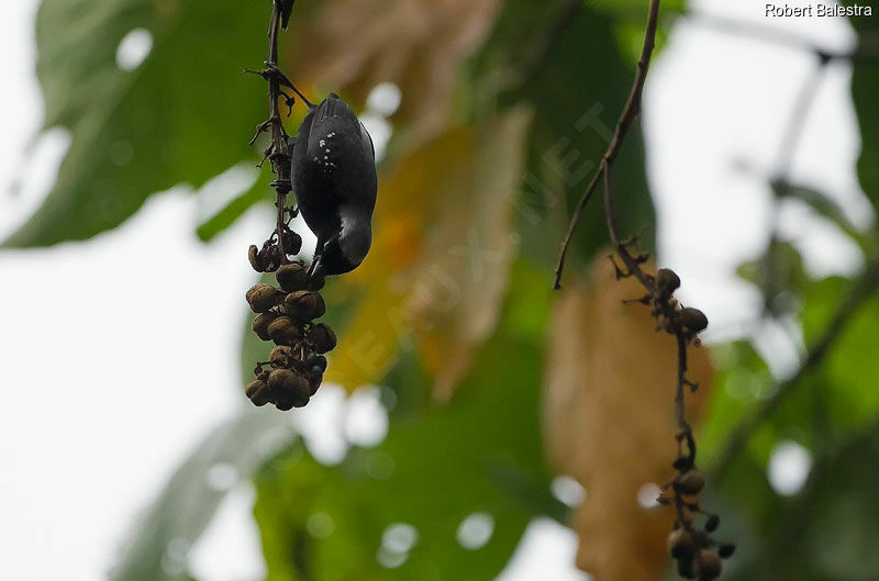 Grey-headed Nigrita