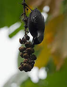 Grey-headed Nigrita