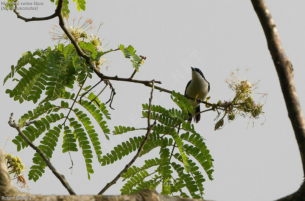 White-breasted Nigrita