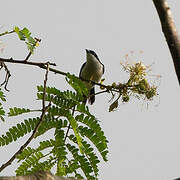 White-breasted Nigrita