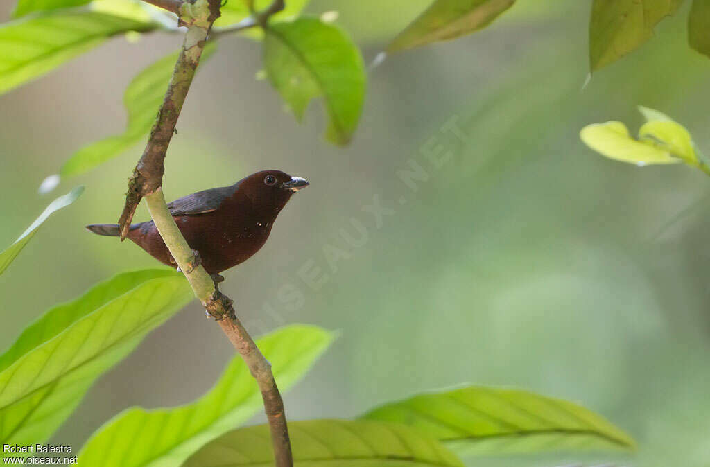 Chestnut-breasted Nigrita