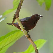 Chestnut-breasted Nigrita