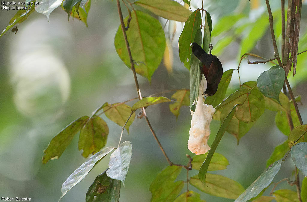 Chestnut-breasted Nigrita