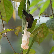 Chestnut-breasted Nigrita