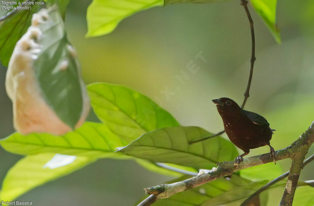 Chestnut-breasted Nigrita